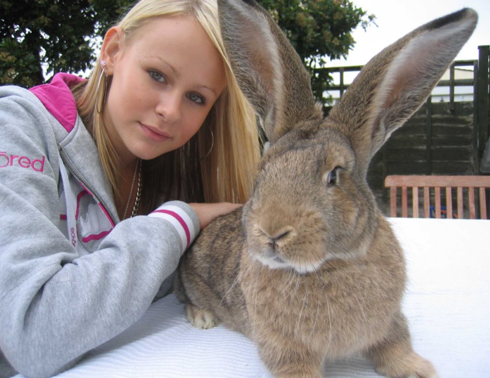 british giant rabbit for sale