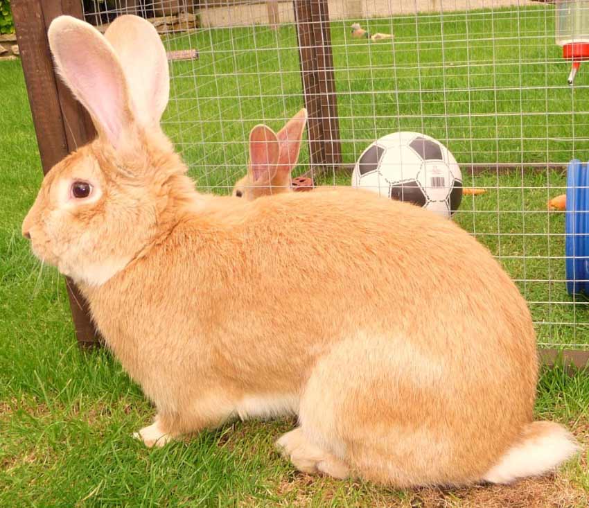 yellow continental giant rabbits